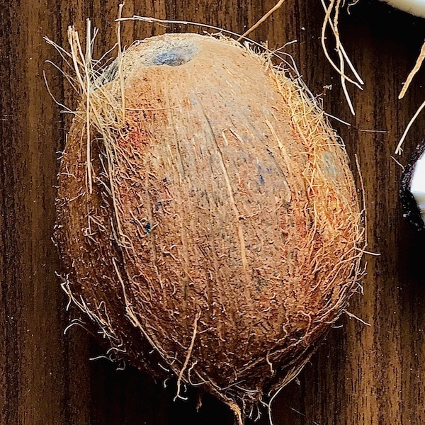 One dried brown coconut on a brown board
