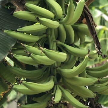 A bunch of plantain hanging from a tree.